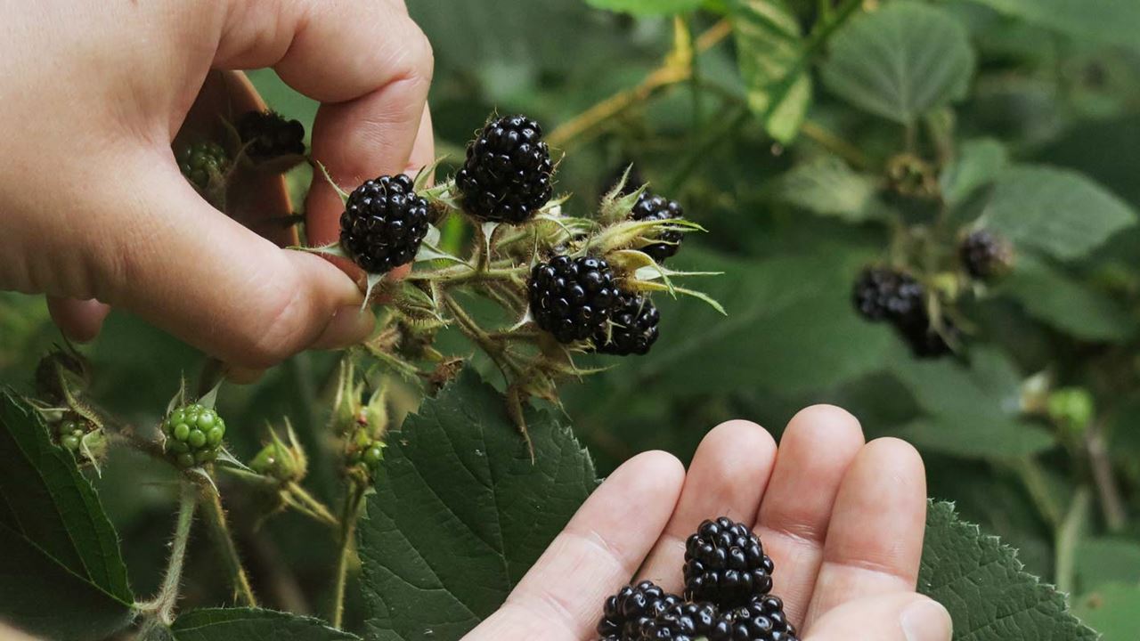 Pick wild berries on your next foraging trip
