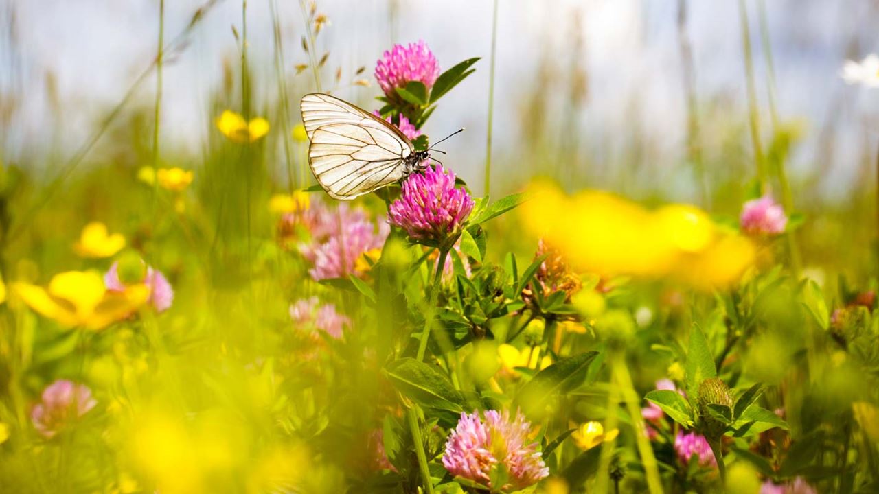 Butterfly perched upon a pink wild flower and fronds