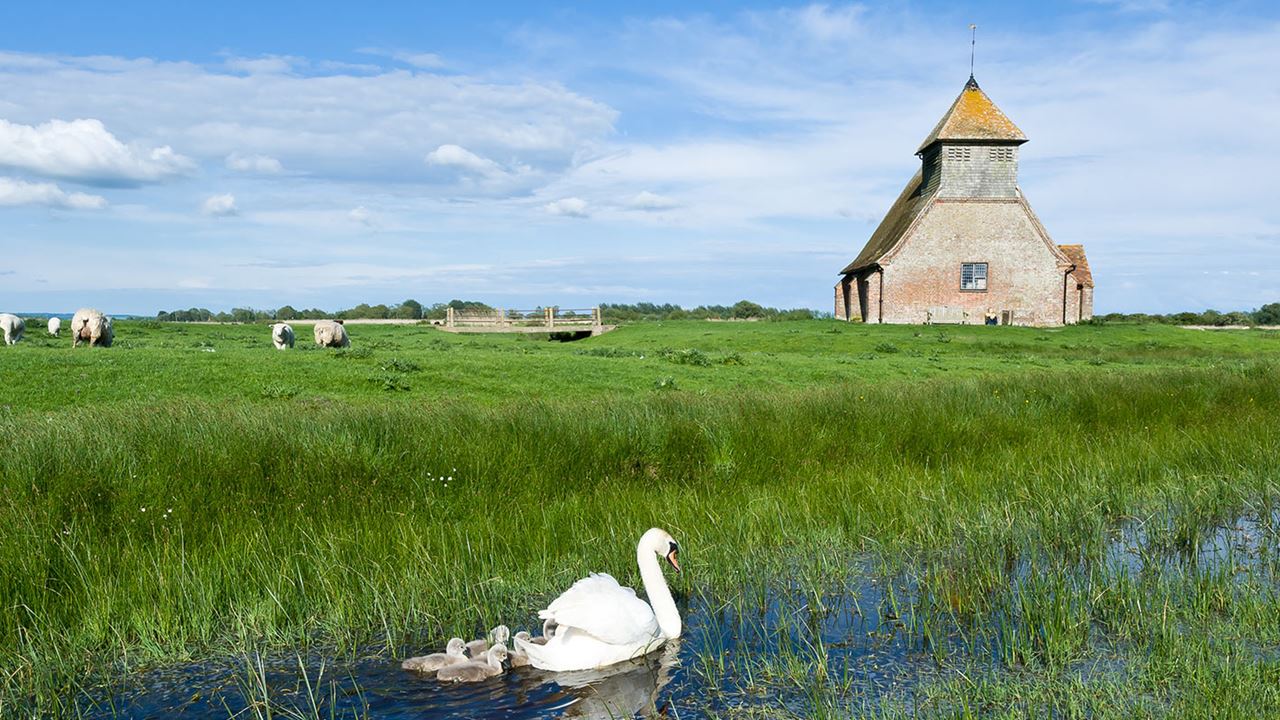 A family of swans in Romney Marsh with nearby sheep grazing