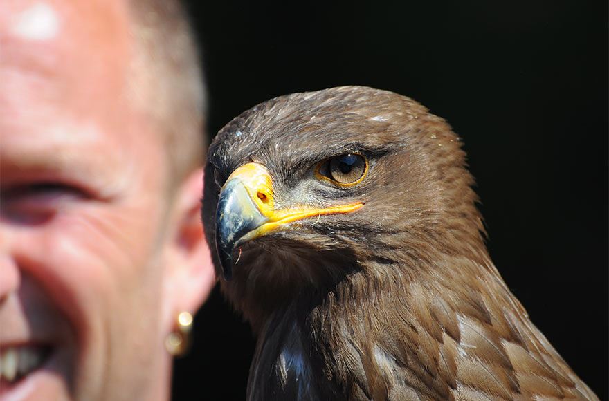 Close up of a falcon's head with man in the background