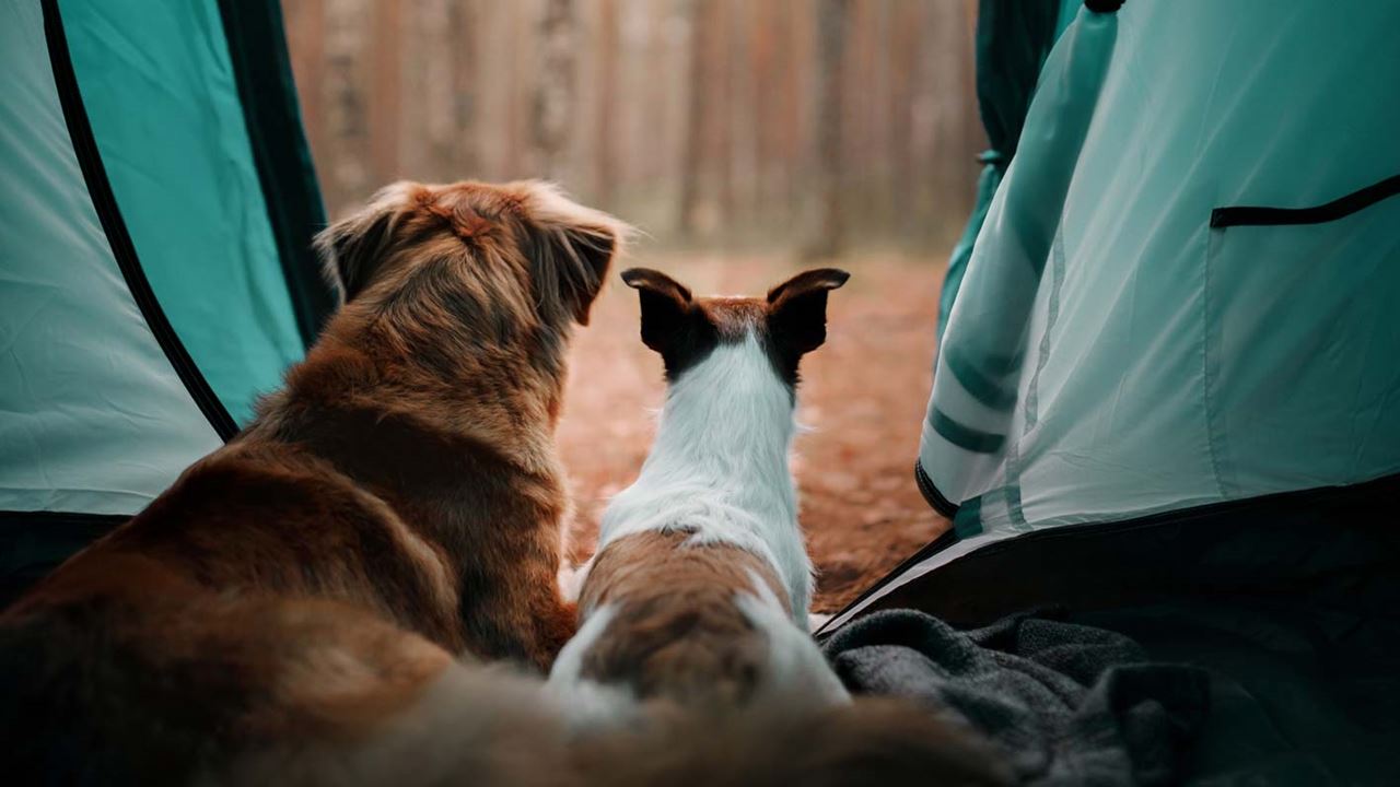 Two dogs looking out at trees from a turquoise tent
