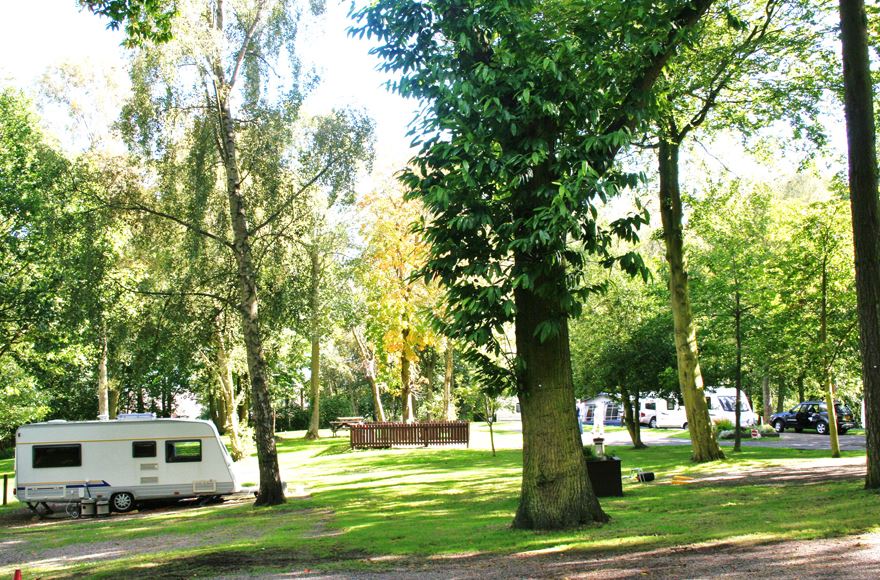 Tress with caravans on shaded pitches