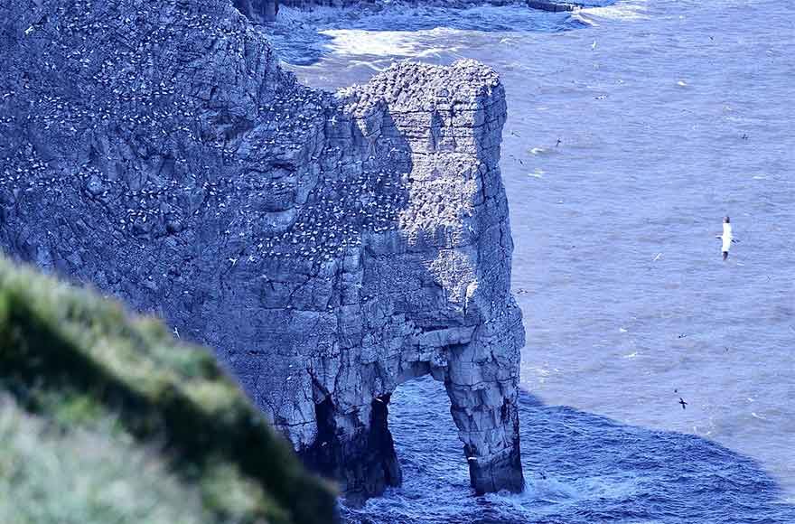 arch at the bottom of Bempton Cliffs