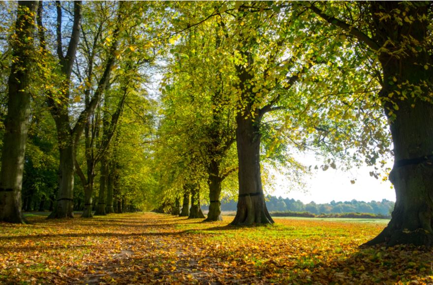 Tree-lined avenue at Clumber Park