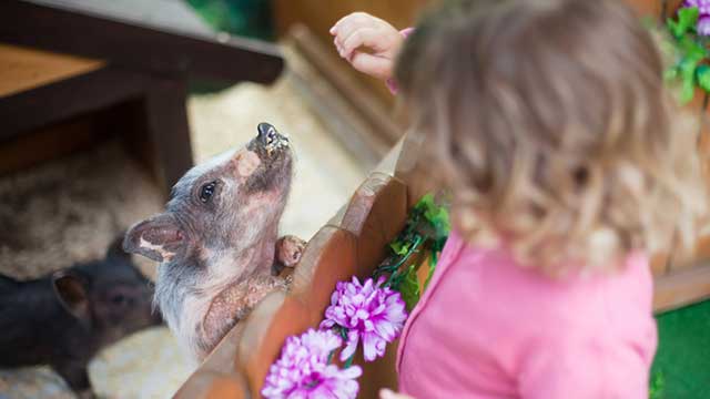 Child holds food up for a piglet behind a fence
