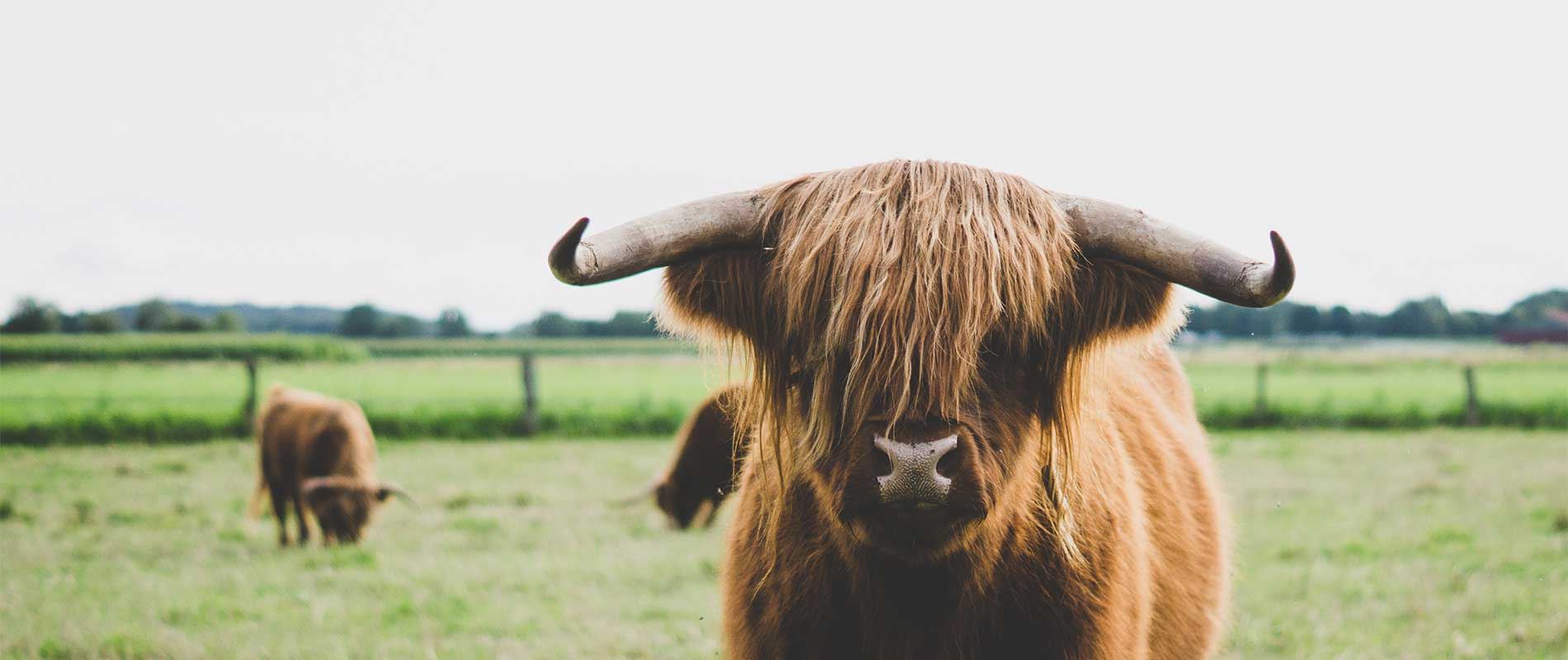 a shaggy highlands cow stares straight ahead in a green field with clear sky