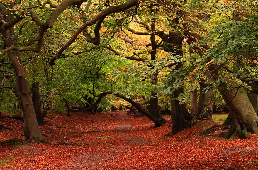 hertfordshire-ashridge-autumn-colour-trail.jpg