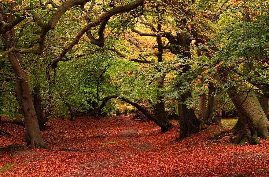 autumnal leaves and woodland on ashridge autumn colours trail 