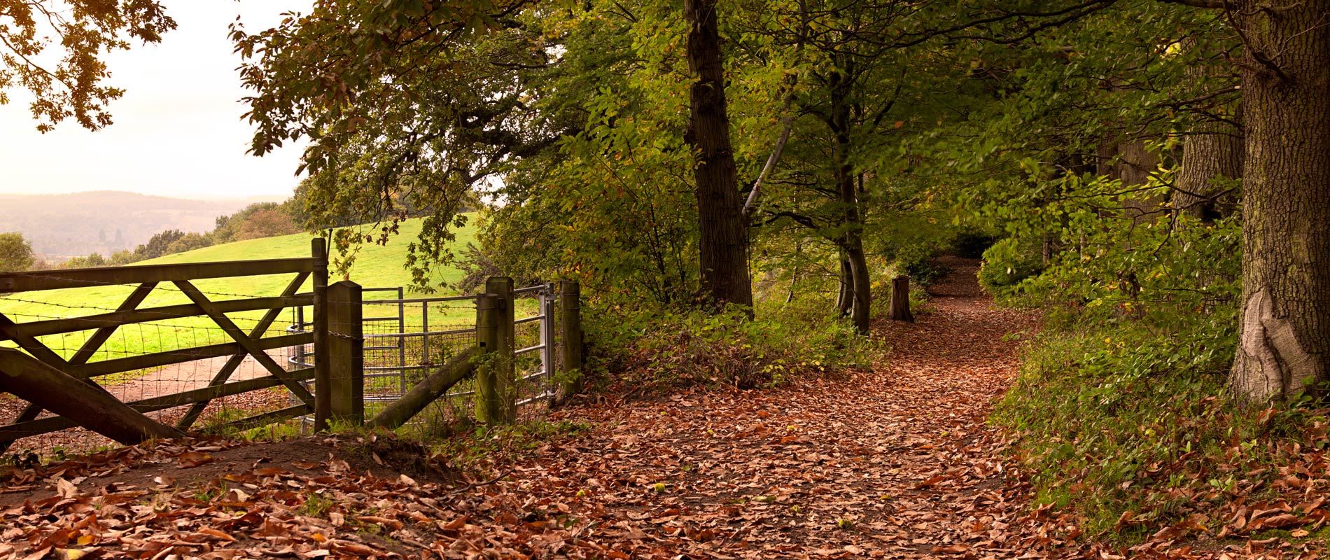a leafy green forest floor lined with trees with a gate onto a large open green field