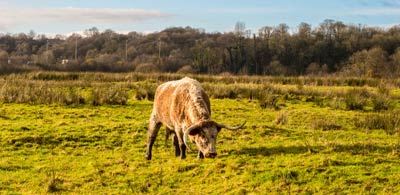 longhorn cattle grazing on vibrate green grass at brockholes nature reserve