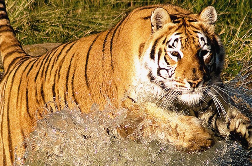 A playful tiger frolics in the water, its striking fur glistening as it enjoys a refreshing splash