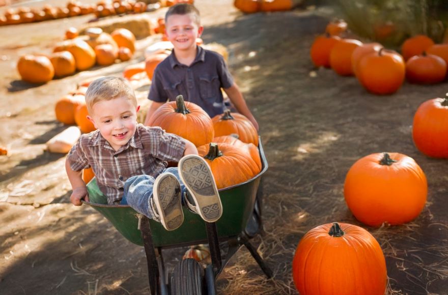 Two brothers enjoying picking pumpkins.