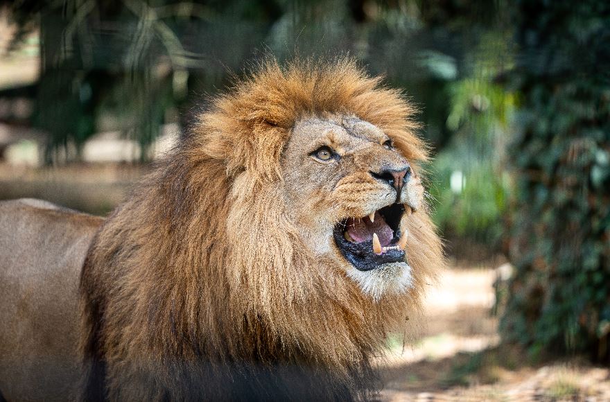 A lion relaxing at a zoo