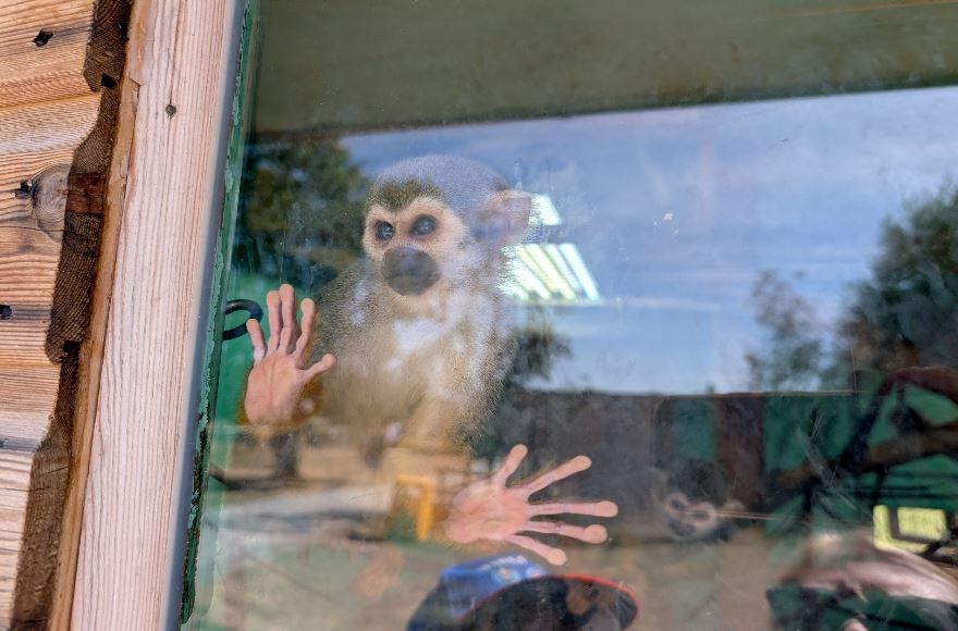 A monkey looking out of its enclosure at All Things Wild
