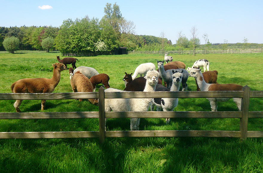 Group of alpacas behind a wooden fence on a farm