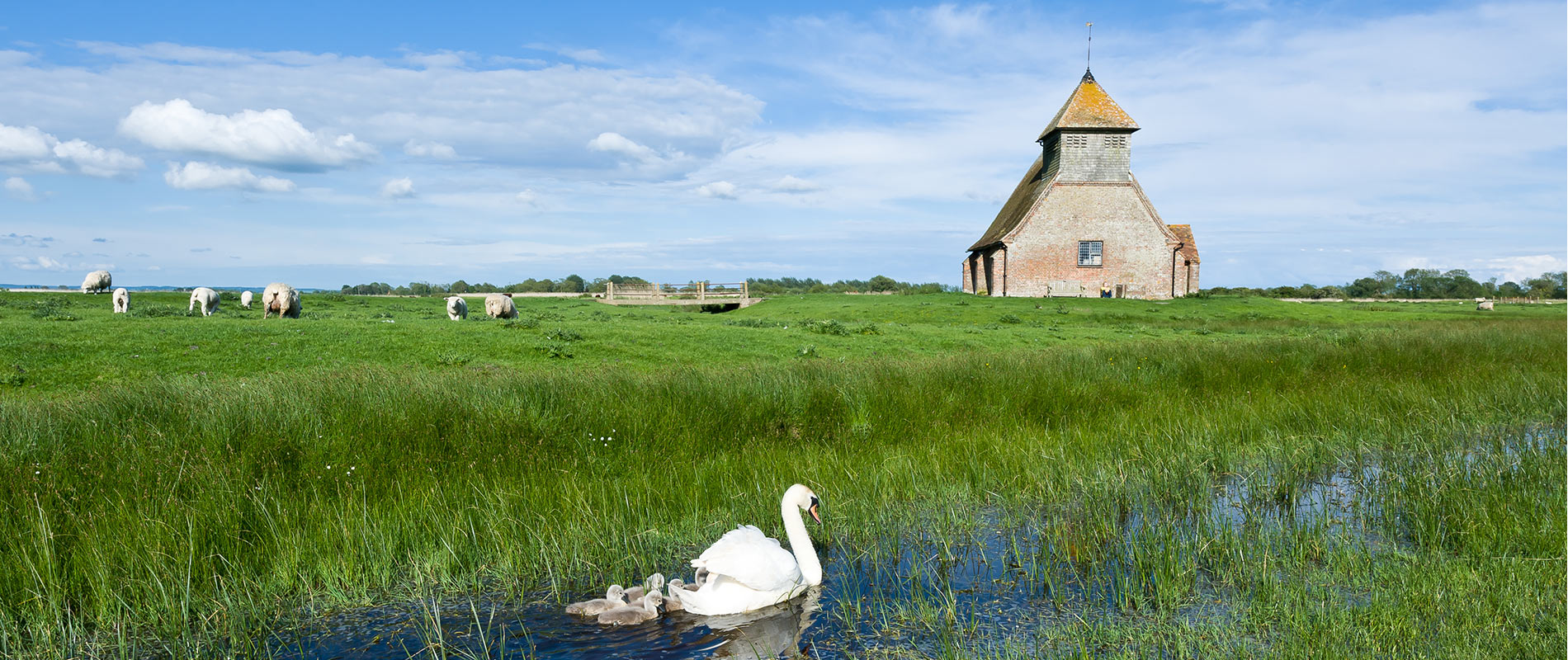 Family of swans in Romney Marsh with nearby sheep grazing