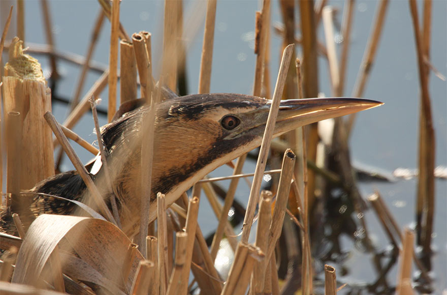 A bittern hiding in dry brown reeds in a lake