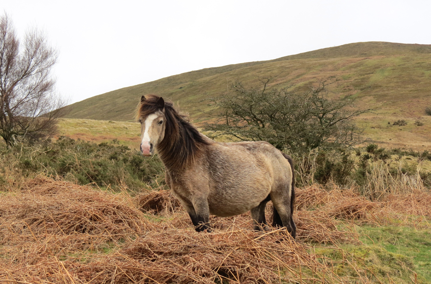 Horse in scenic field