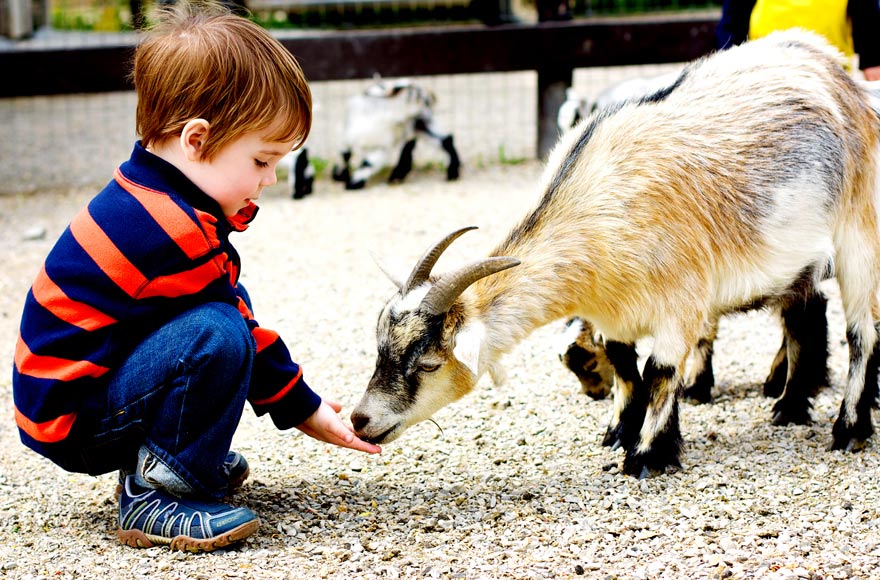 Little boy feeding a goat at Lakeland Maze Farm Park
