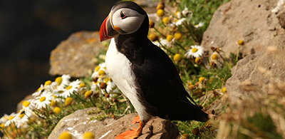 puffin perched upon a rock among daisy flowers