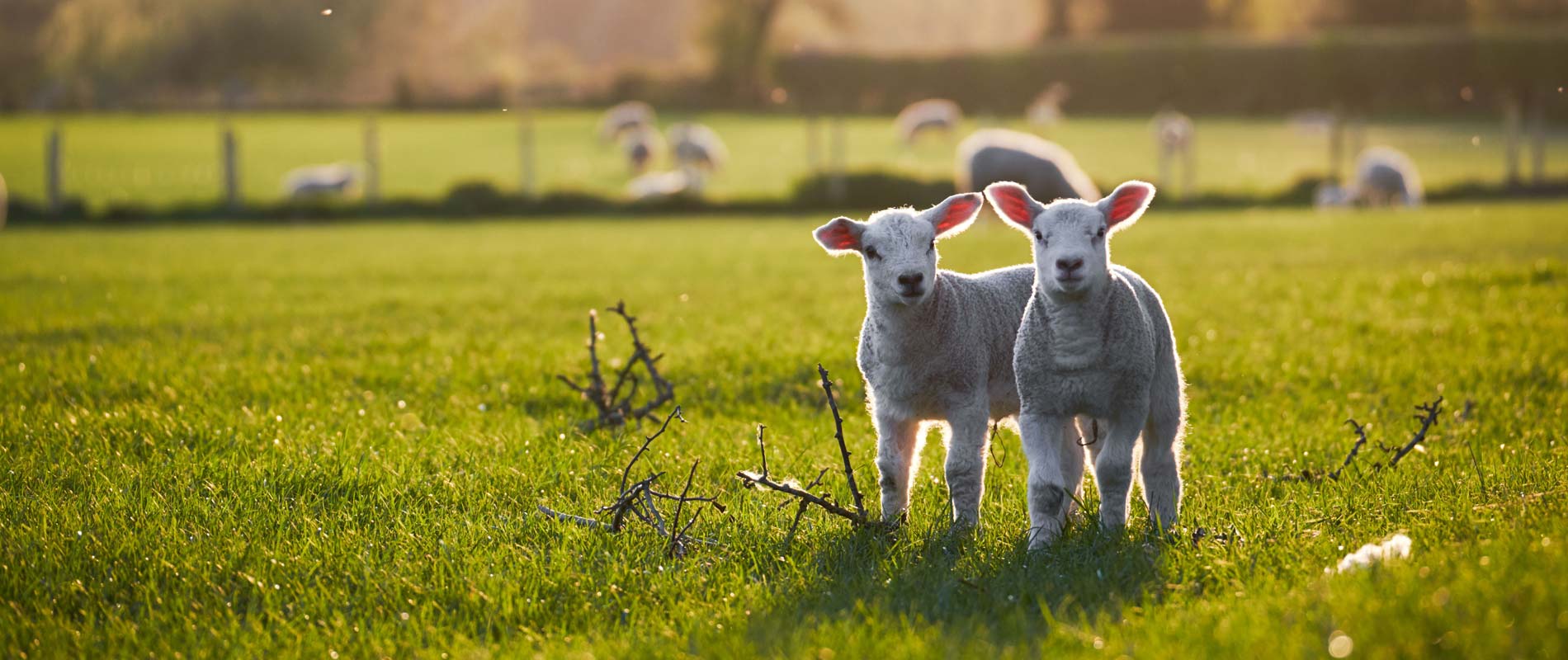 Two little lambs standing side by side in a grassy field