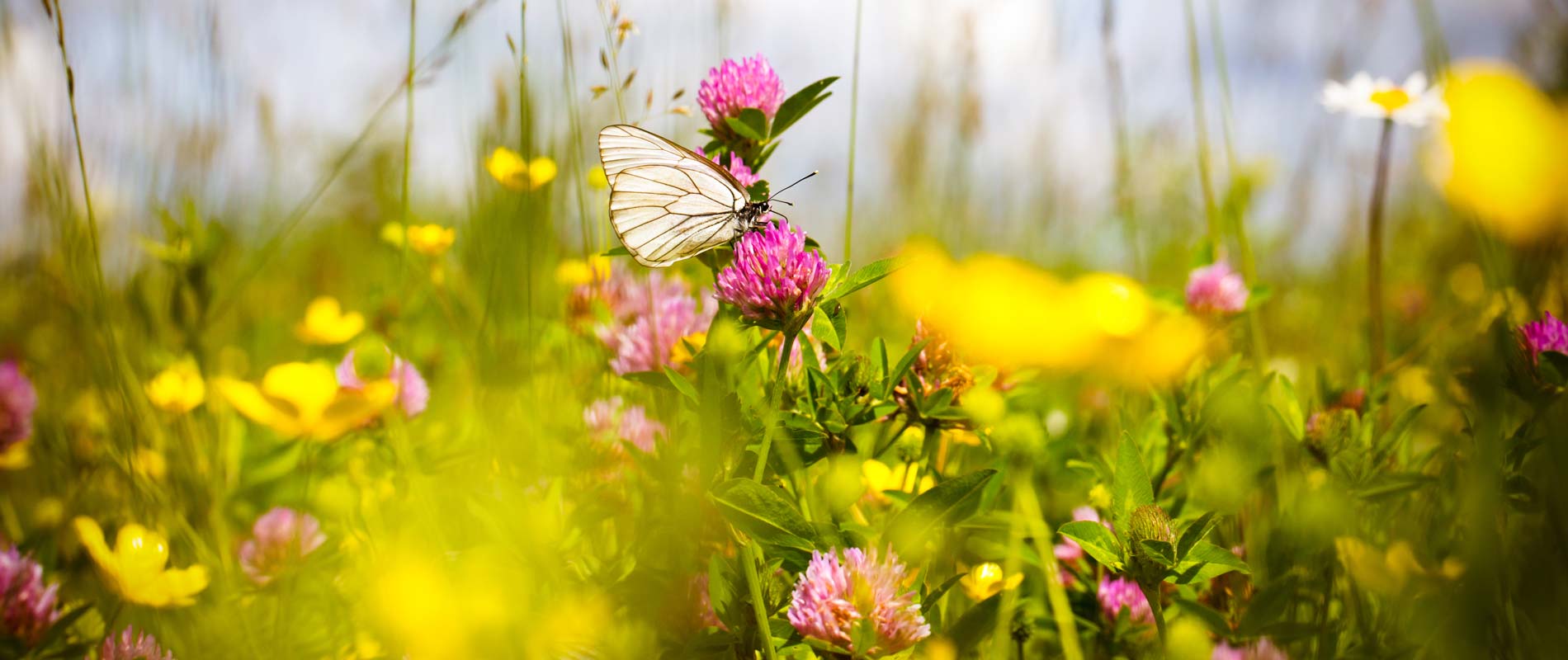Butterfly perched upon a pink wild flower and fronds