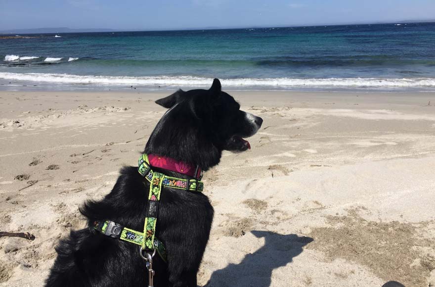 Pet border collie on sandy dog-friendly beach