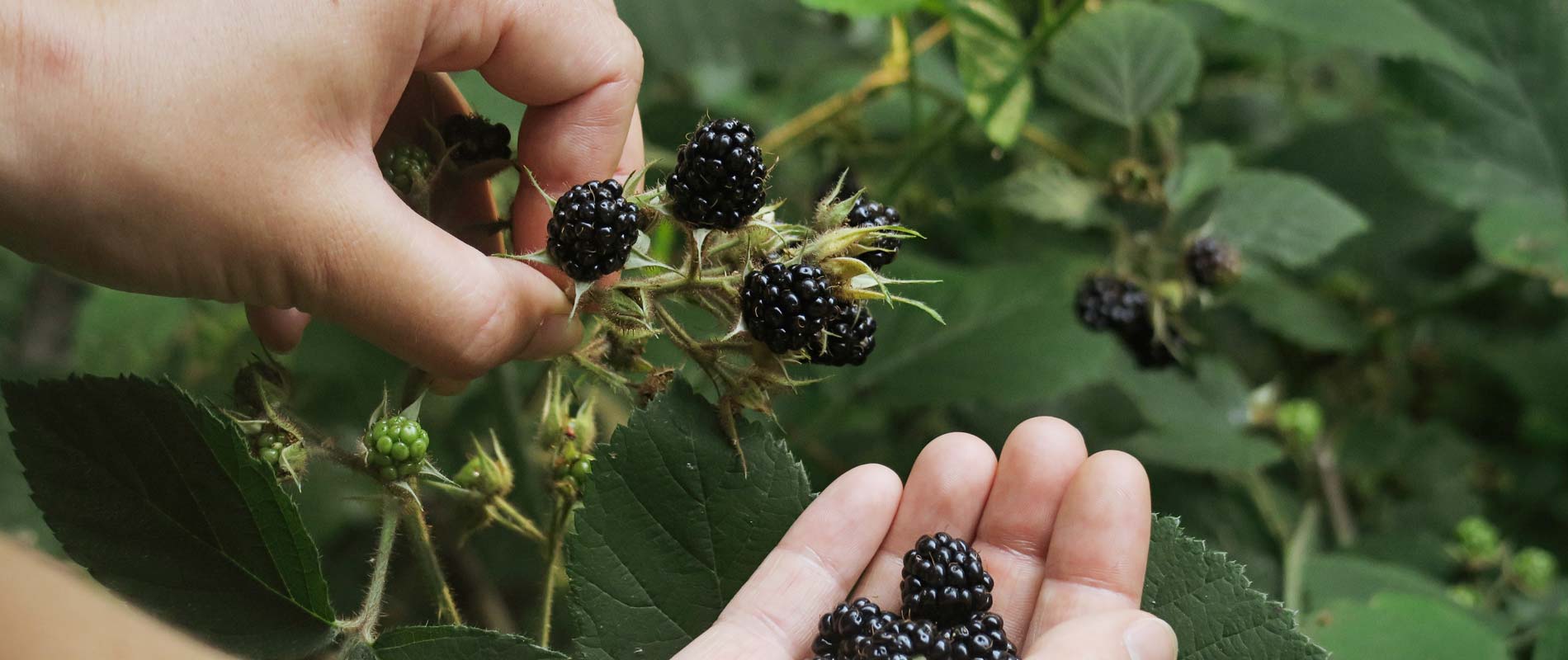 Pick wild berries on your next foraging trip