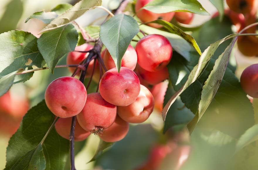Pick tasty crabapples in the month of August