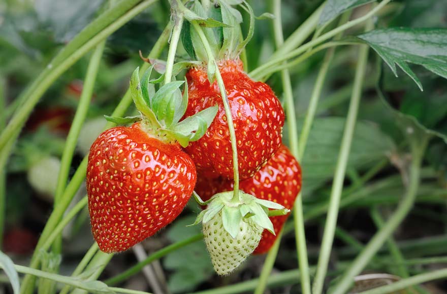 Juicy red strawberries ready to be picked