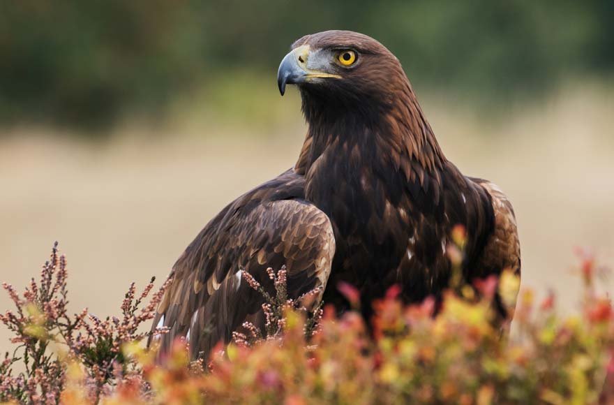 Golden Eagle, Scotland