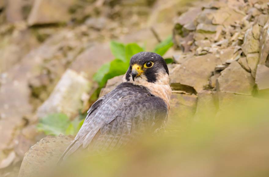 Peregrine Falcon, Hampshire